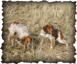 Six week old litter.
