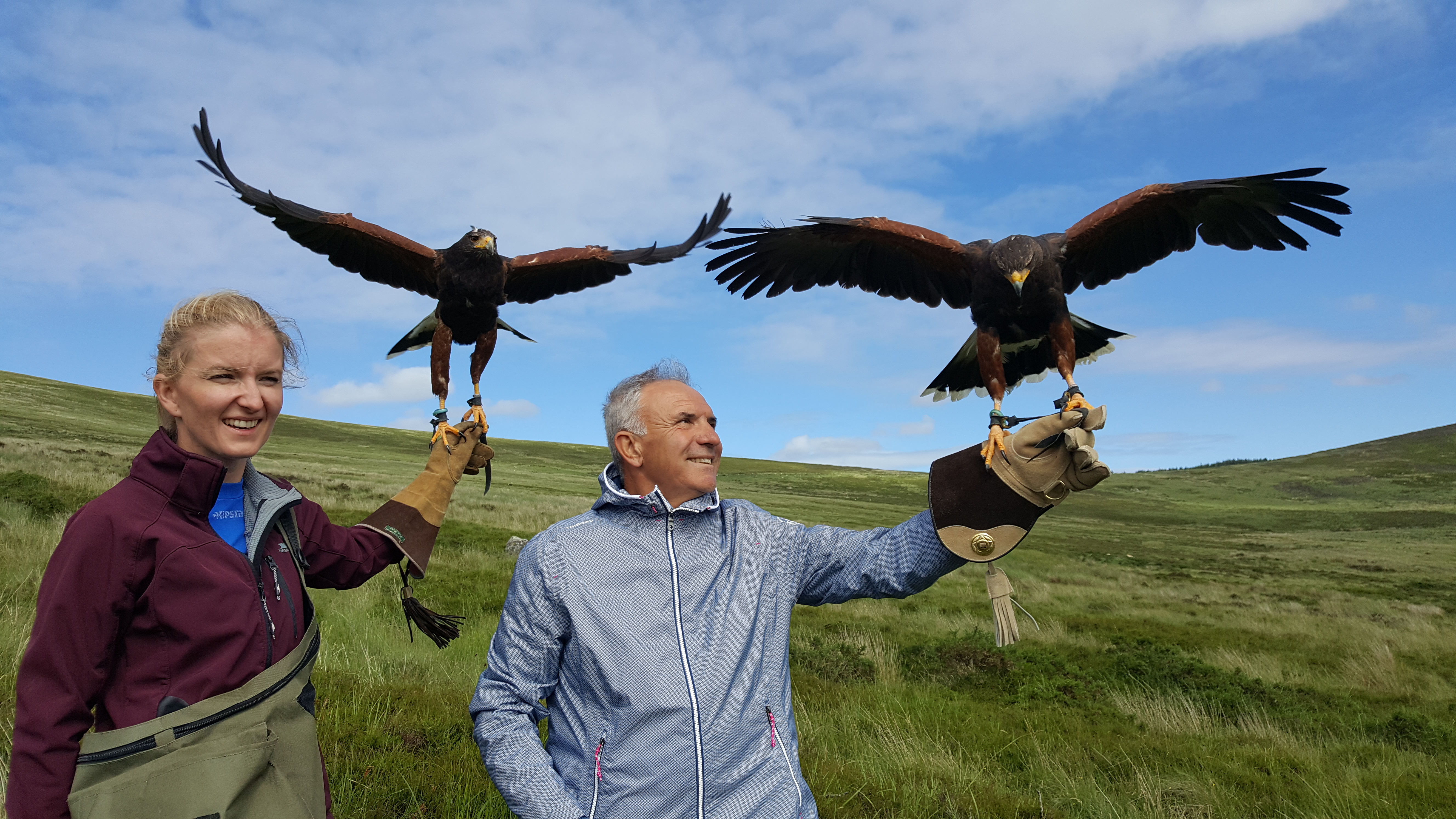 Hawks on the hill